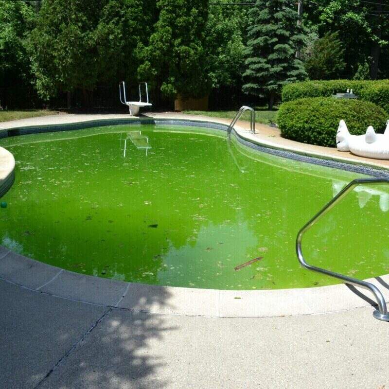 Clear Algae in Swimming Pools